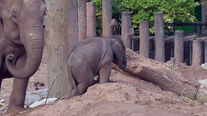 Cet éléphanteau adorable joue dans le sable !