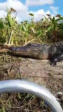 Quand un crocodile monte dans un bateau de touriste... Flippant