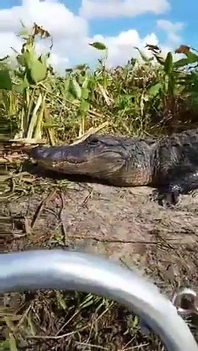 Quand un crocodile monte dans un bateau de touriste... Flippant