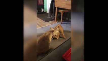 Quand ton chat te sort une pose en mode YOGA... WTF