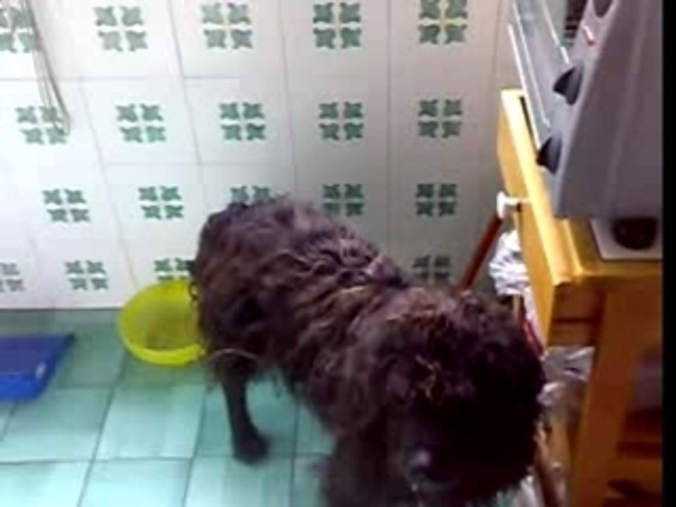 ospite fugace