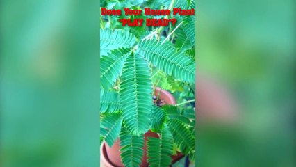 This Christmas - Grow Your Own ZOMBIE PLANT At Home!-Jwz0loXPpvE