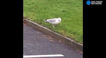 Celebrate the weekend like this seagull-8ewRKLaK2J0