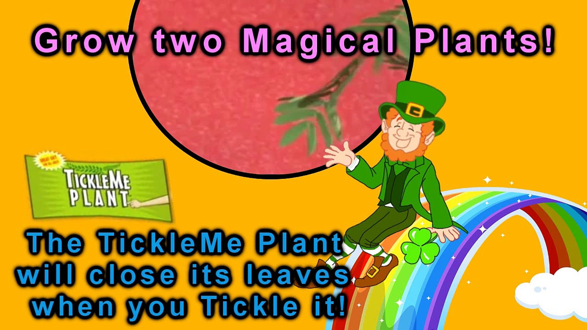⁣St Patrick's Day TickleMe Plant & Clover Gift Box-sJTu6cMQaQo