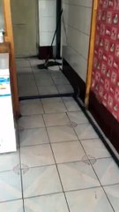 Real Life Tom & Jerry