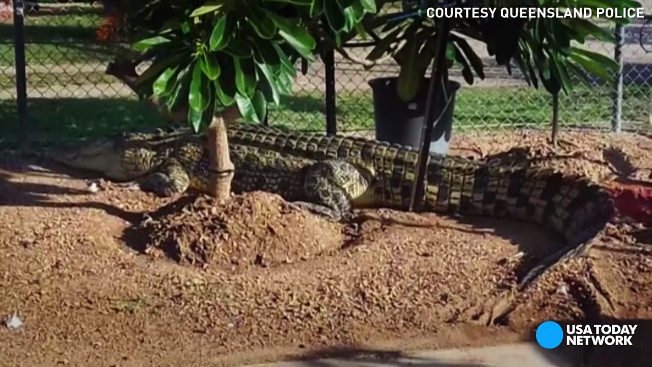 Crocodile creatively cornered-3nFkv3yGbCY