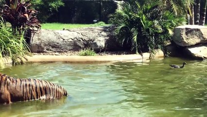 Un canard s’amuse à rendre fou un tigre qui veut le manger