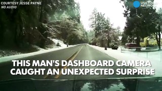 Dashcam video shows tree fall, just miss car-_AOTZ2Ijjt4