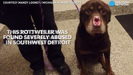 Dog found in Detroit with nose, ears chopped off-pApX5H-kSMY