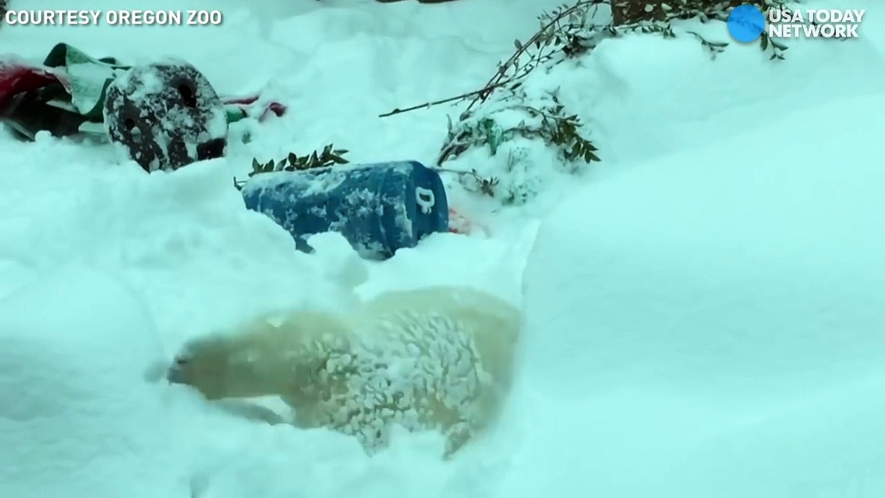 Ever see an elephant play in snow You have now-OxAlYMFQUI8
