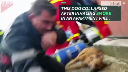 Firefighter performs CPR on dying dog-mpPSAsLXc0U