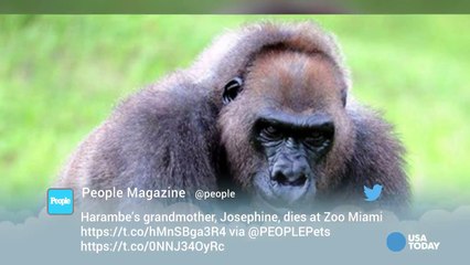 'Matriarch' gorilla at Miami zoo dies-OreCEF-GDdQ