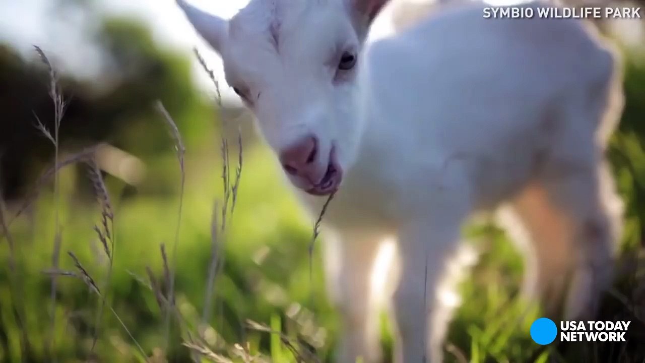 Meet 'Casper,' the friendly baby goat-u6BfH6LK7Rk
