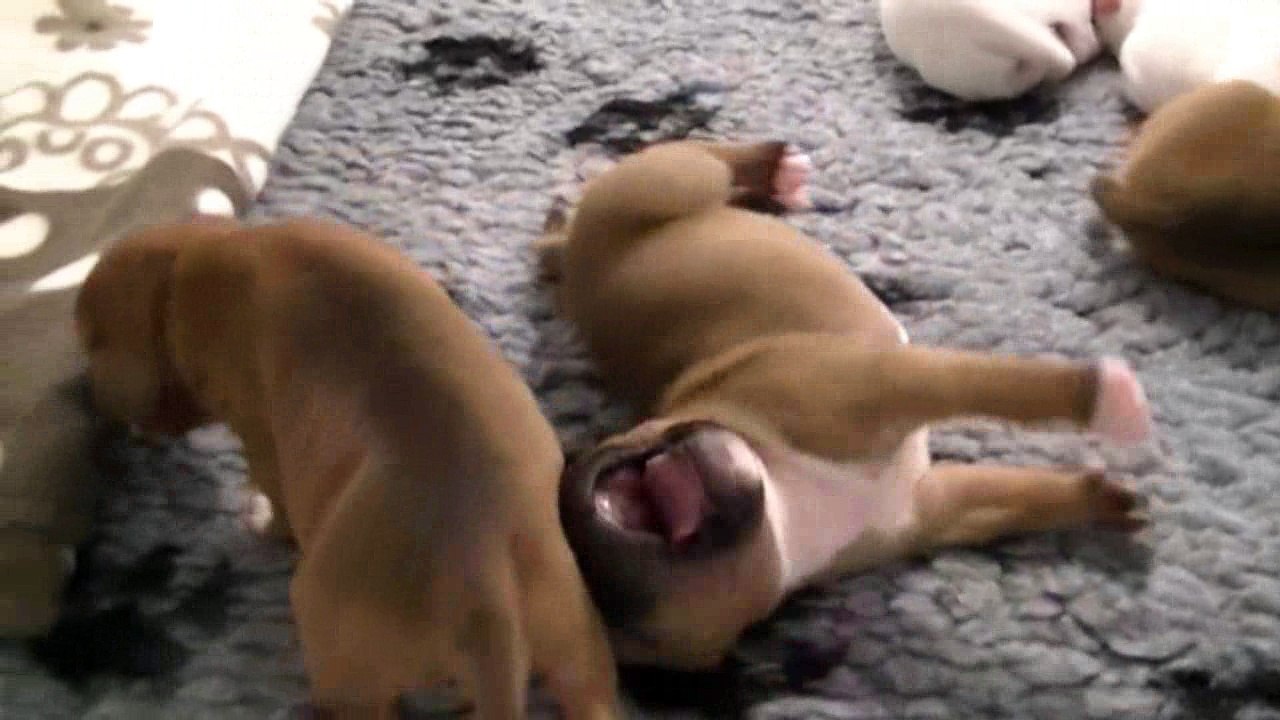 16ème vidéo Schtroumpfette n°3 Femelle de la 27ème portée de STAFFORDLAND