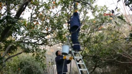 Aydın Belediyeden Vatandaşa 'C' Vitamini Takviyesi
