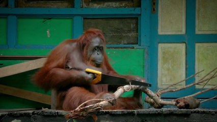 Un singe coupe du bois