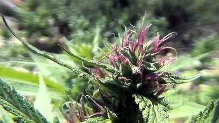 JAMAICA CANNABIS - Full Documentary HD