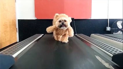Chien déguisé sur tapis roulant