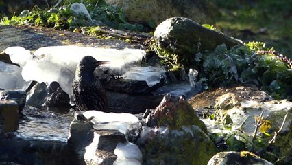 un bain d'hiver !