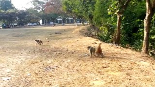 Funny monkey video
