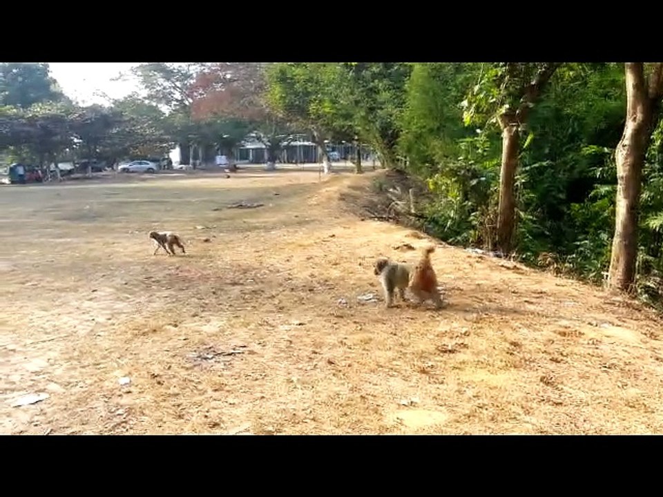 Funny monkey video