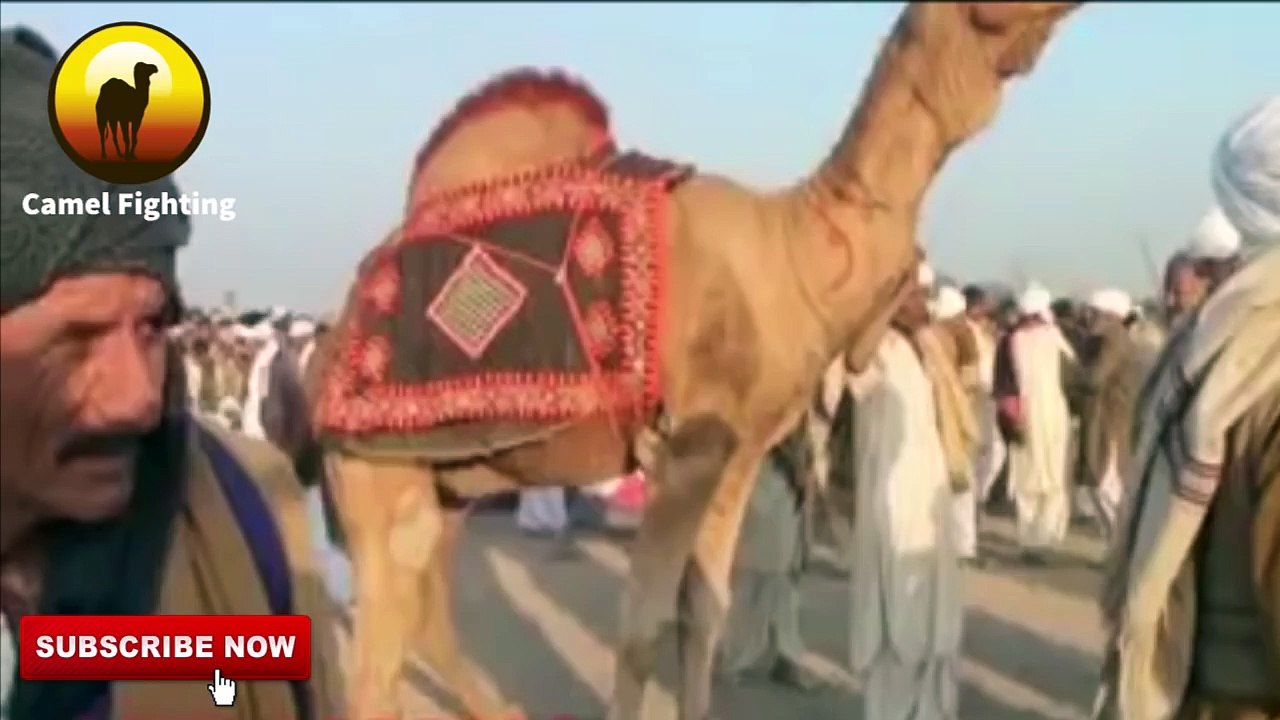 Camel Fighting - Real Dangerous Camel Fight & Dangal 2016 Part-1. اُنٹوں کا دنگل