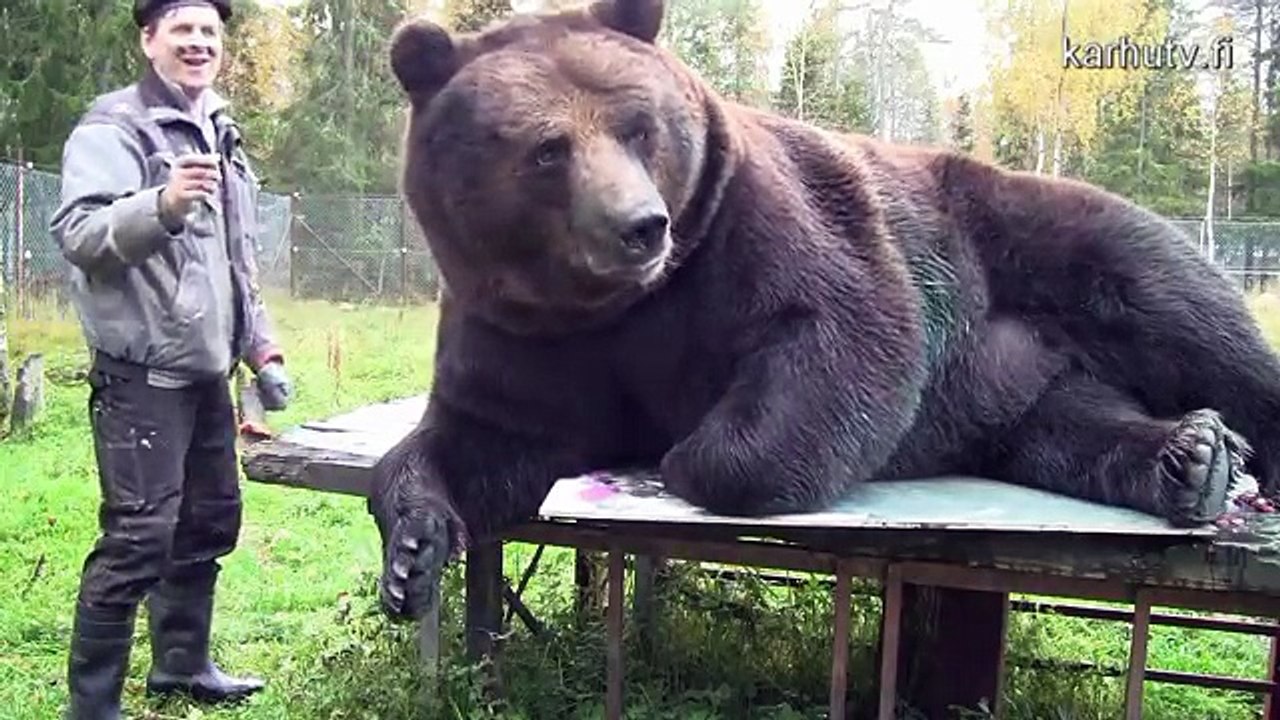 Juuso, l'ours qui peint