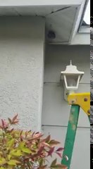 Man crushes WASP nest with his bare hands!