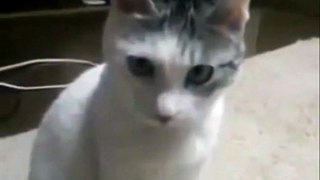 OMG Cat Meets The Dramatic Lemur - Funny Videos at Videobash