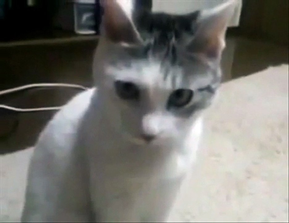 OMG Cat Meets The Dramatic Lemur - Funny Videos at Videobash