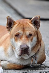 Dog crying | Funny animal face