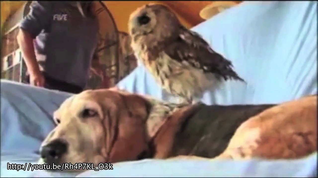 Des animaux très différents mais aussi très bon amis! Compilation