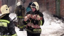Piglets saved from fire by Russian firefighters