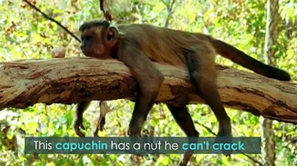 Primates Using Tools 🛠️