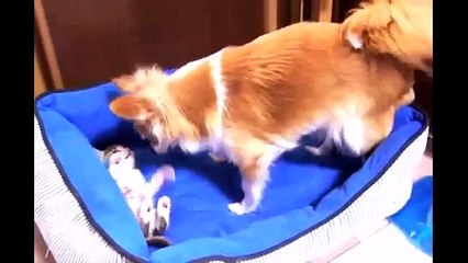 Кошка с Собакой.