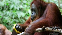 Un orang-outang joue avec une scie !