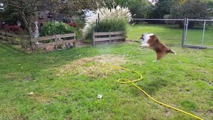 Un chien adore jouer avec des jets d'eau !