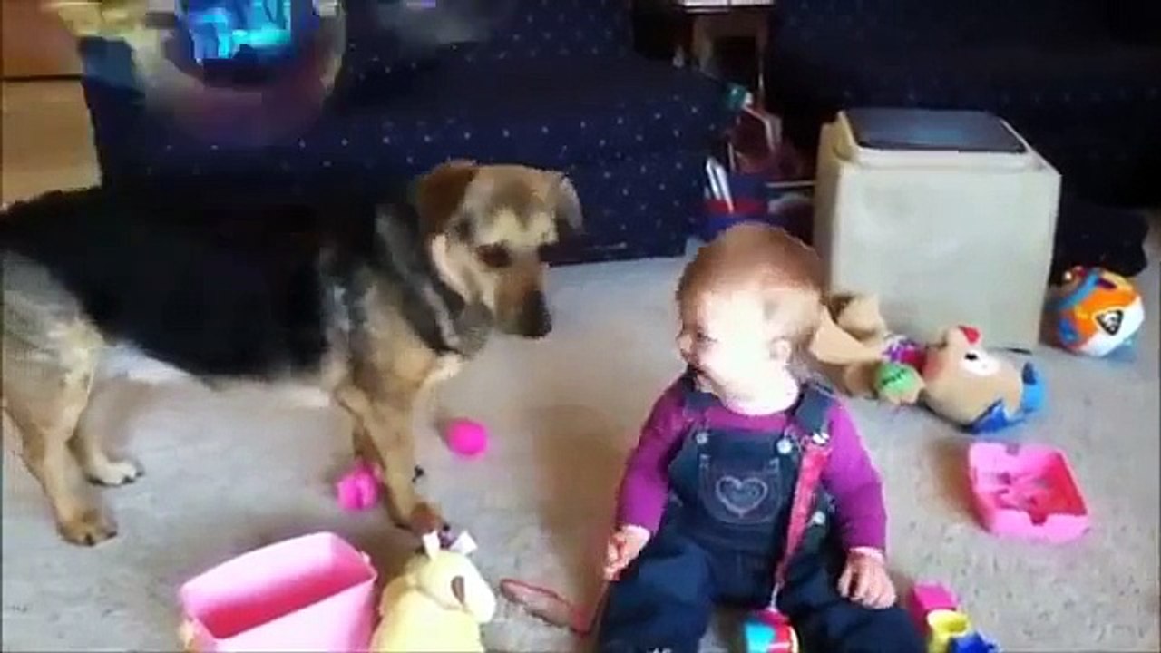 Babies Laughing At Dogs Part 6