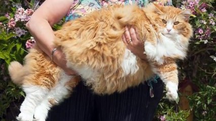 Top 10 Biggest Pets That You Won t Believe Actually Exist