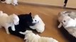 Five puppies Vs One cat Follow Daily Animal Cuteness