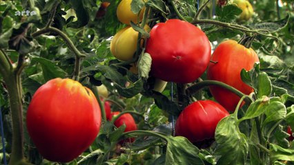 Joe Cocker cultive ses tomates