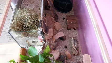 Gerbils Exploring New Habitat