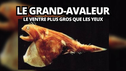 Top des créatures étranges qu'on trouve dans les abysses-JPjDPe9ESCw