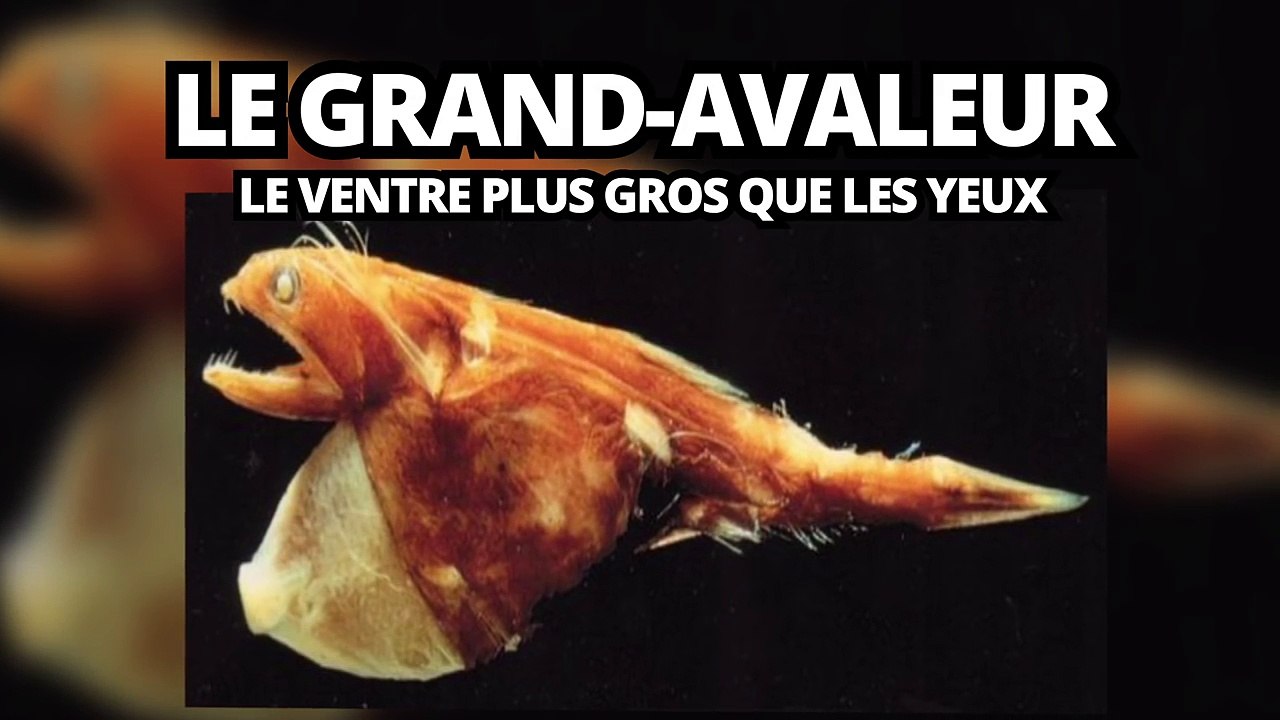 Top des créatures étranges qu'on trouve dans les abysses-JPjDPe9ESCw
