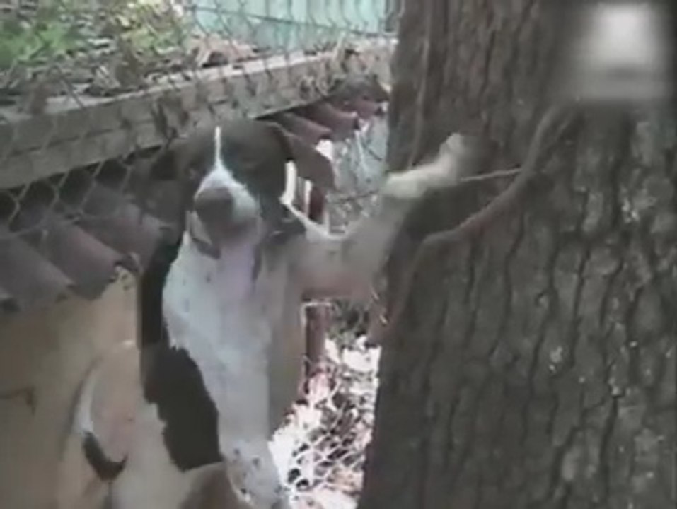 Talented  Dog Hero Dog Amazin Dog