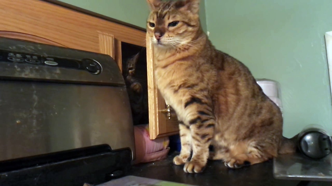 Naughty cat sneak attack