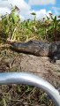 Un alligator s’invite sur une embarcation de touristes