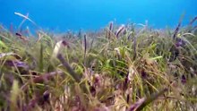 Undersea Exotic Fish Free HD Footage
