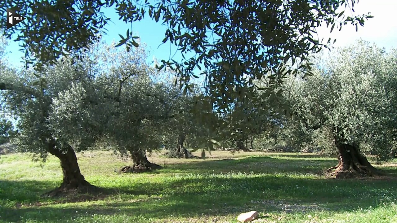 De l'huile pour sauver les oliviers millénaires-oGVnJ2ROkWI