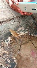 amzaing butterfly like a leaf